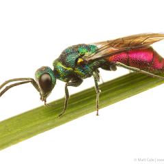 MYN Ruby-Tailed Wasp 1 